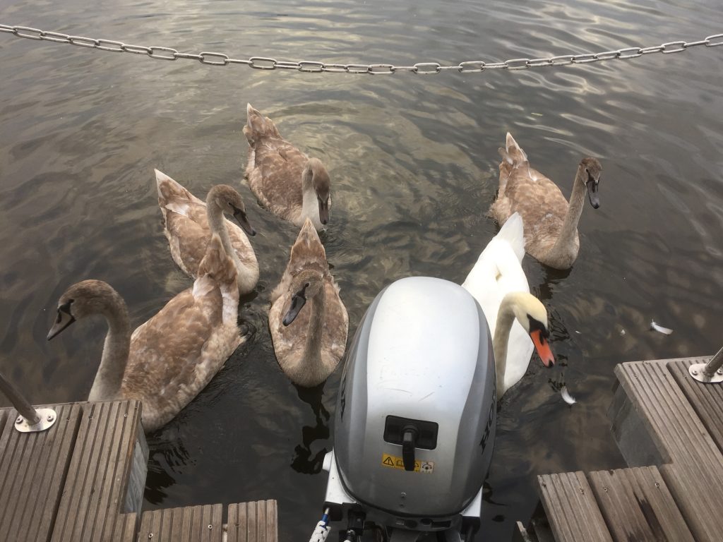 Schwanenbesuch am Außenborder des Hausbootes.