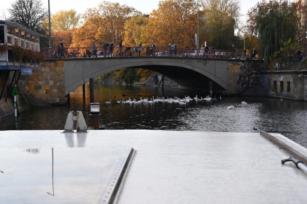 Zu sehen ist der Landwehrkanal vom Wasser aus mit einer Rundbogenbrücke unter der sich ein Geschwader Schwäne versammelt hat.