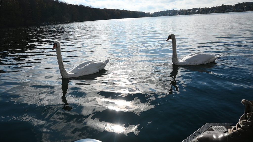 Zu sehen sind zwei Schwäne auf einer weiten Wasserfläche im Abendlicht.